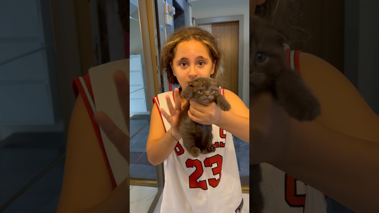 Annesi Gitti, Yavru Kedi Tek Başına #shorts
