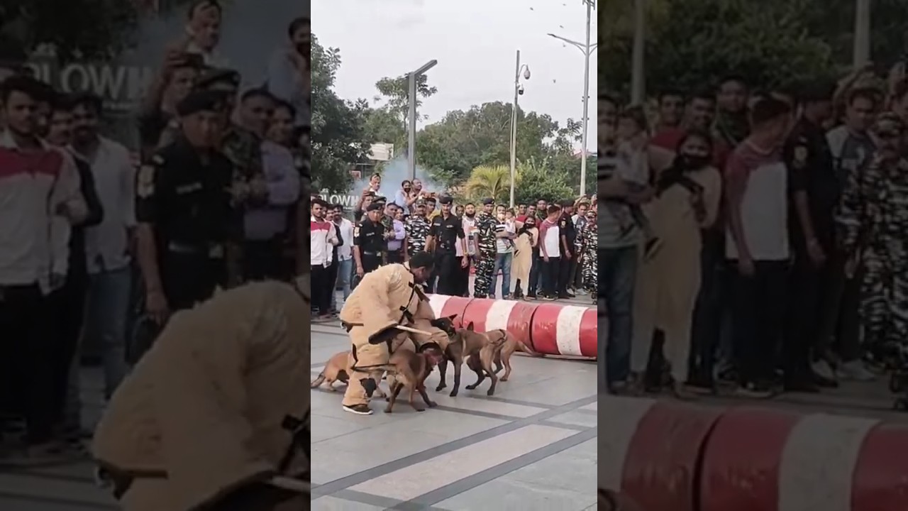 indian army dog training 🔥🇮🇳#shorts #army #viral #trending