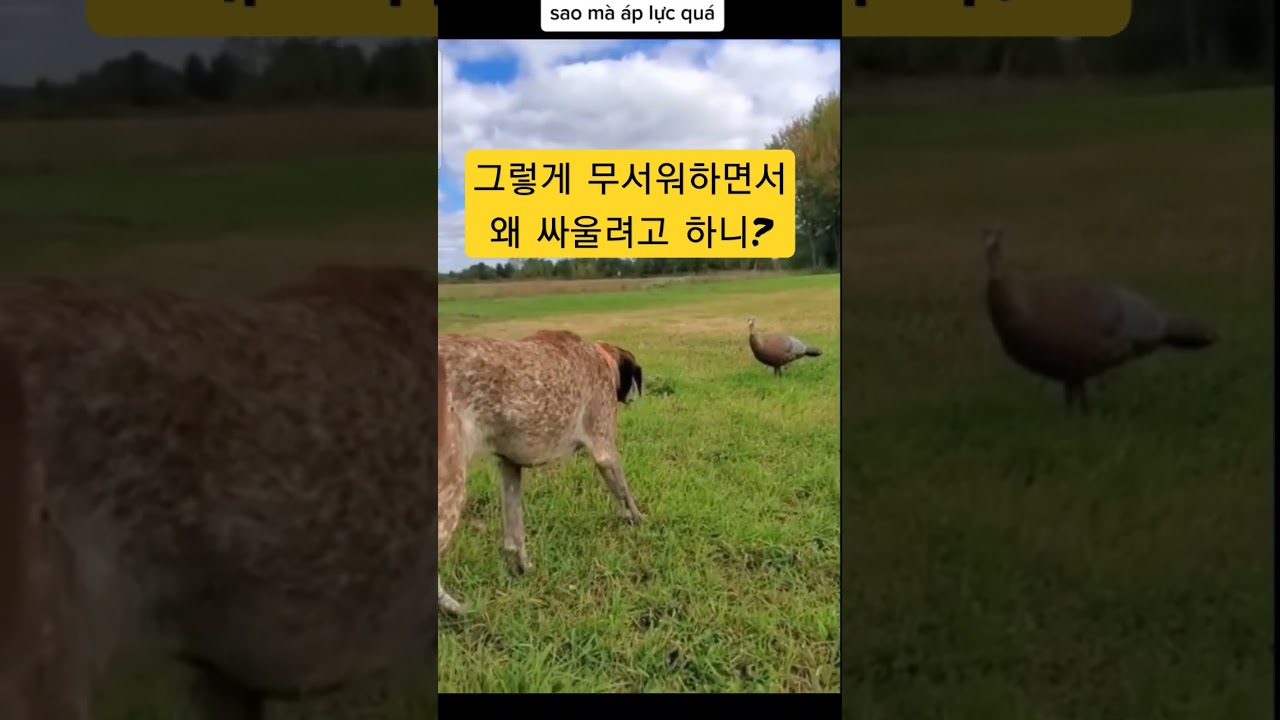 왜 무서워하면서 싸우려고 할까? 🐶