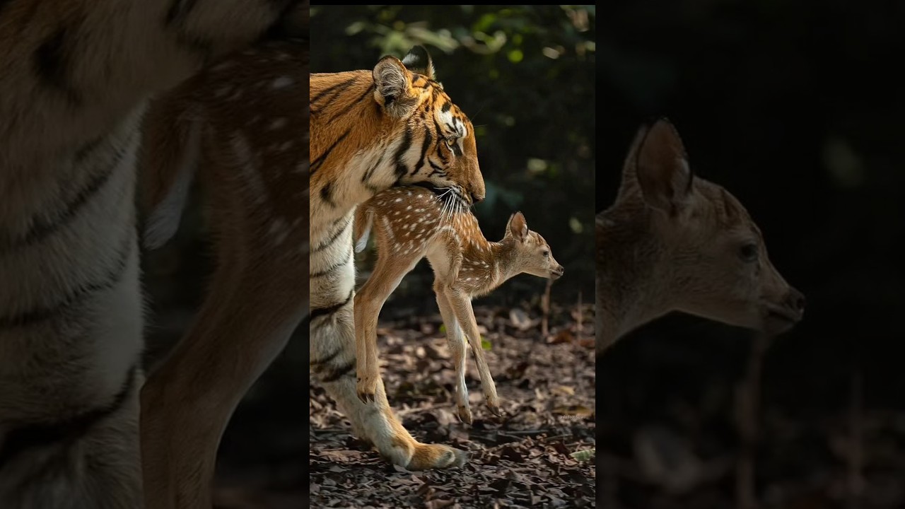 Why Do Tigers Hunt by Ambushing? 🐅 Discover the Secrets of Their Hunting Strategy