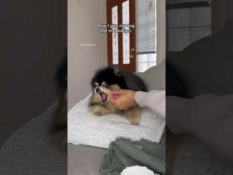 How I give my dog her medication π #pomeranian #dog