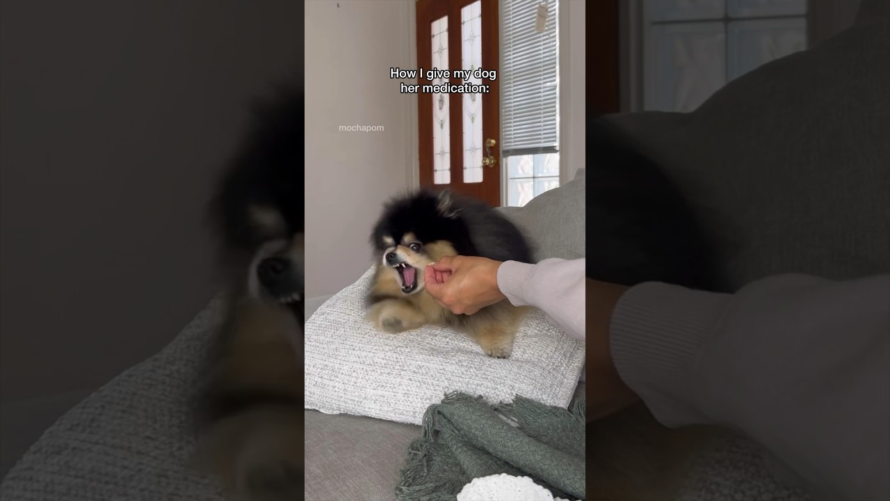 Simple Tips to Give Your Dog Medication Effectively 🐶