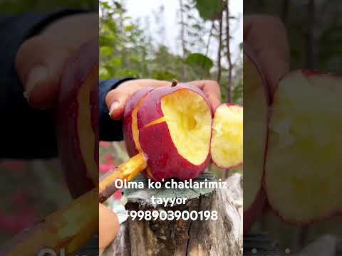 Krepson olma koʻchatlarimiz bor dostavka butun Respublika boʻyicha