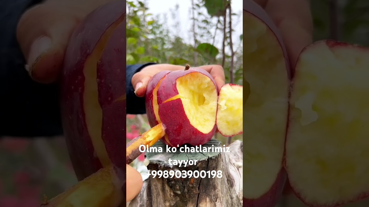 Krepson Olma Ko‘chatlari – Butun Respublika boʻyicha Yetkazib berish 🍎