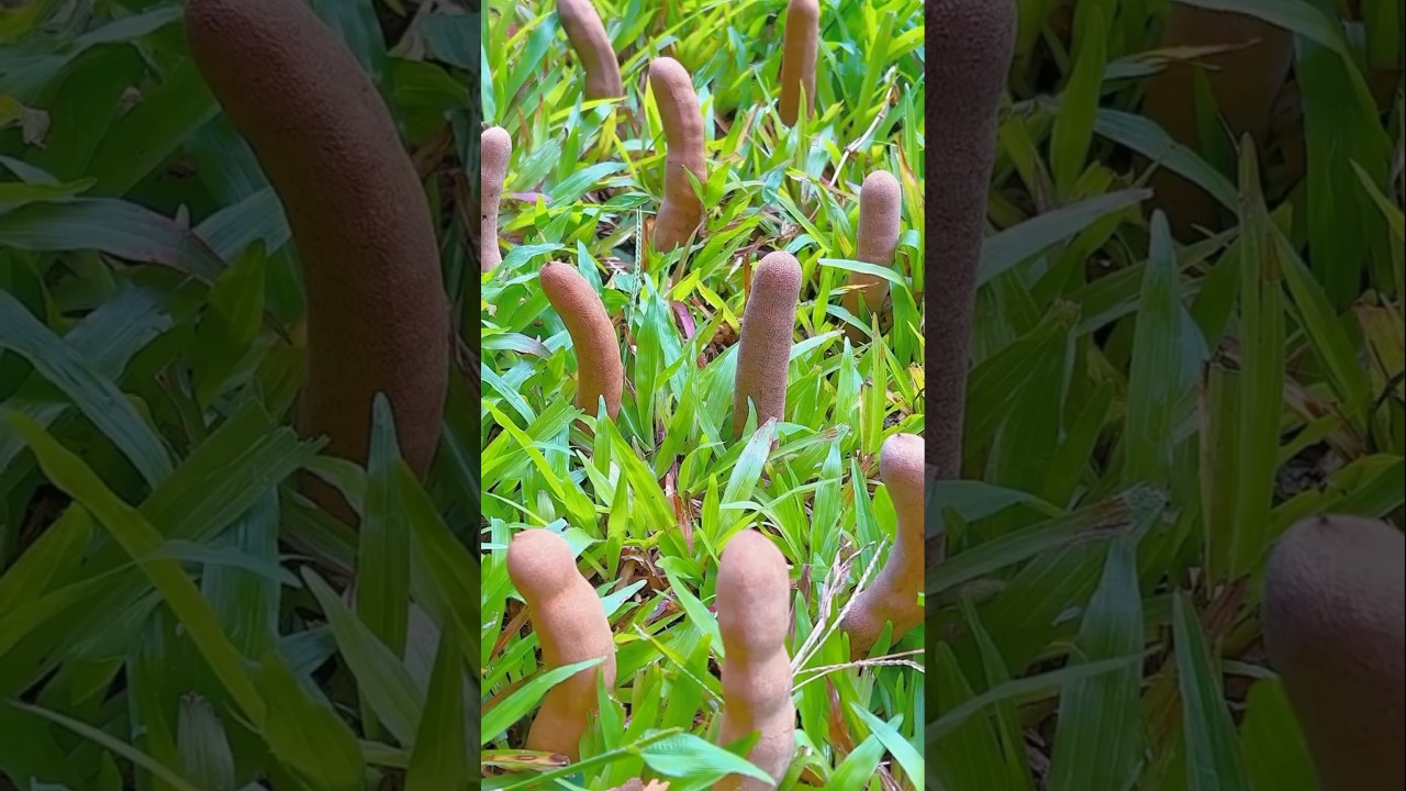 Chinese Farmers' Secret to Earning Thousands 💰