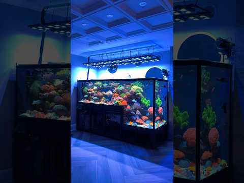 Incredible Drop-Off Saltwater Aquarium Setup 🪸