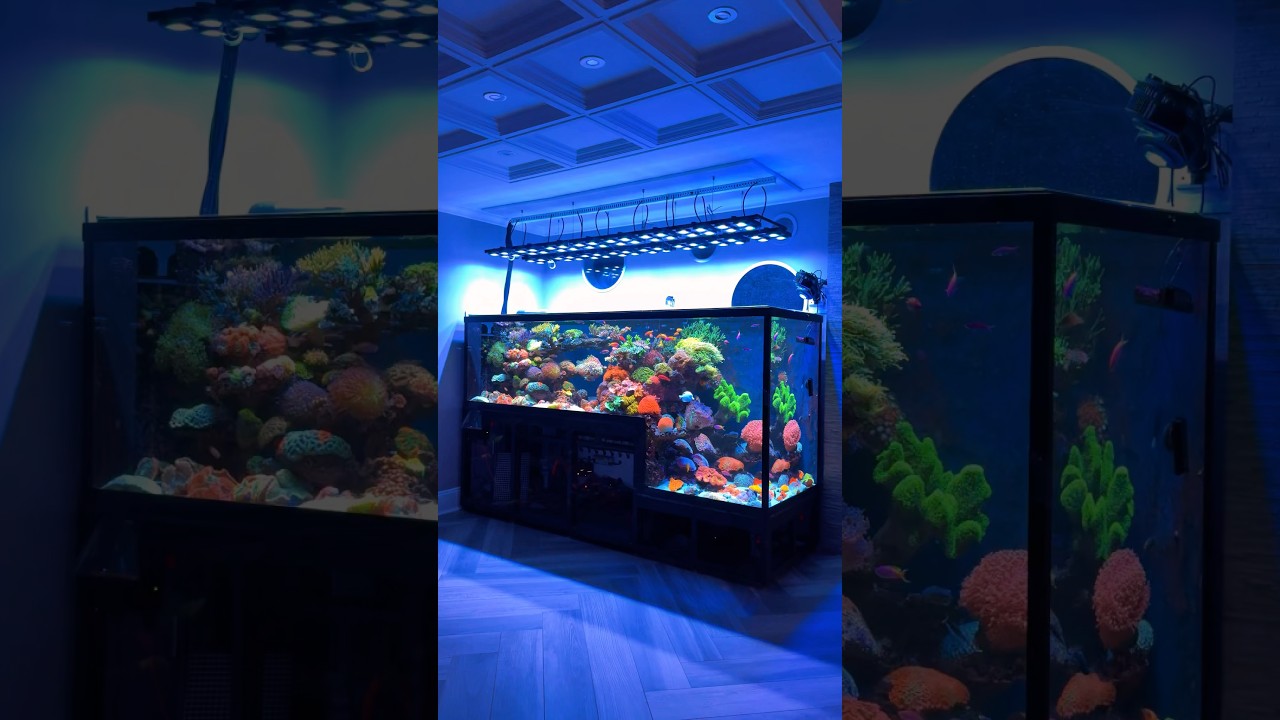 Stunning Drop-Off Saltwater Aquarium Setup 🪸