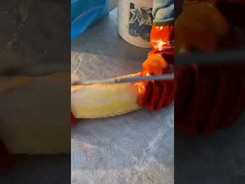 Caviar with fish albino sturgeon