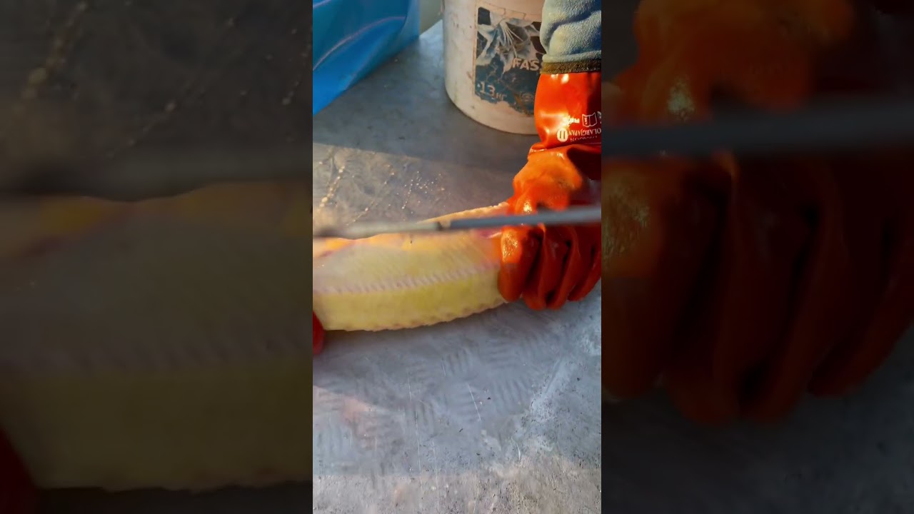 Albino Sturgeon Caviar