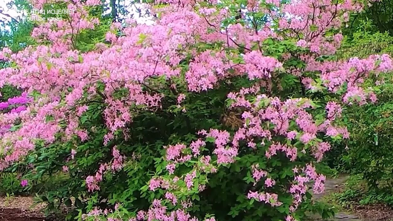 7 часов расслабляющего пения лесных птиц для глубокого сна и восстановления 💤