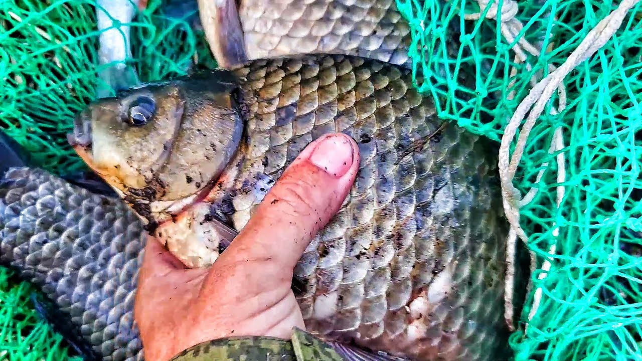 Килограммовый карась на поплавок 🎣