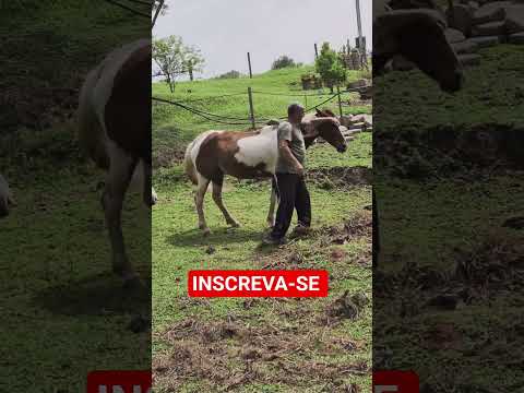 AMIZADE DE ANIMAIS COM O HOMEM