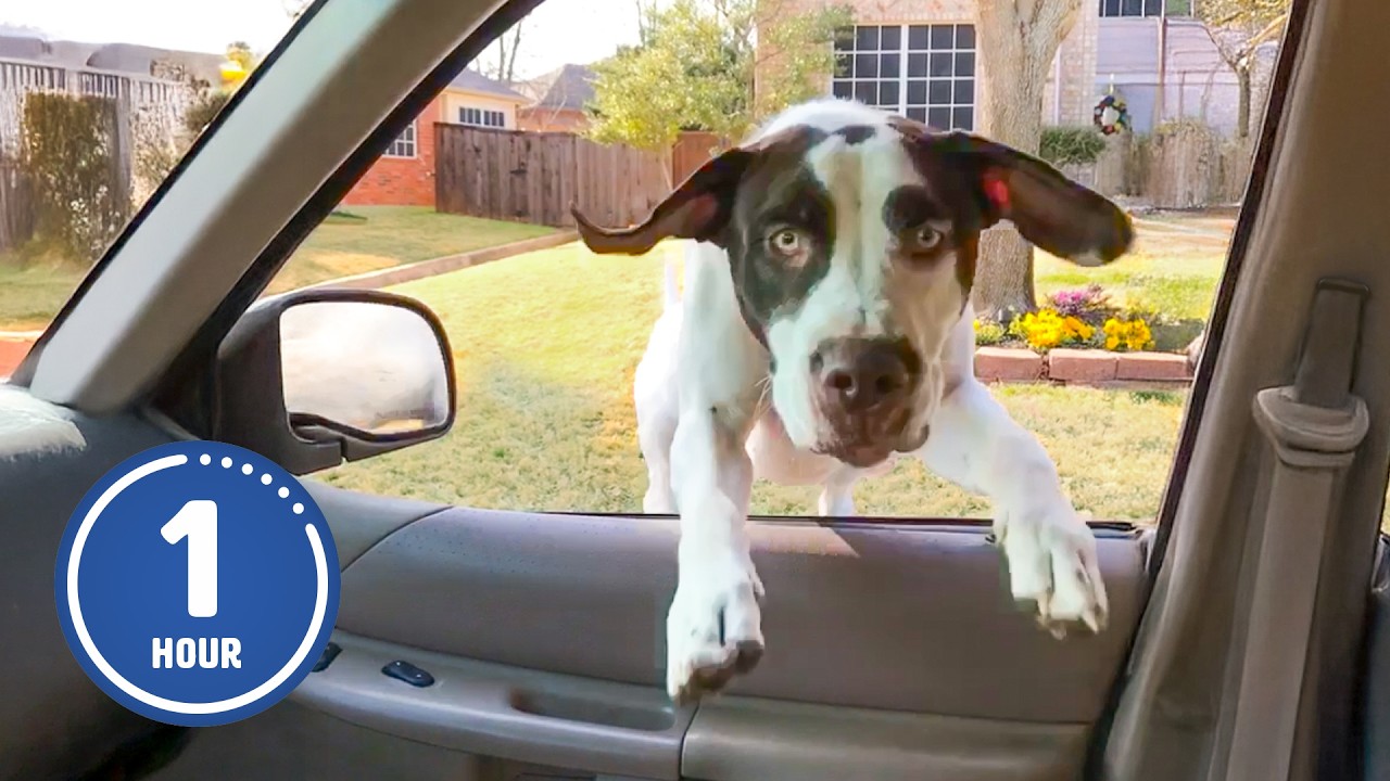 Funny Dogs Doing Weird Things 🤪 | 60 Minutes of Hilarious Videos