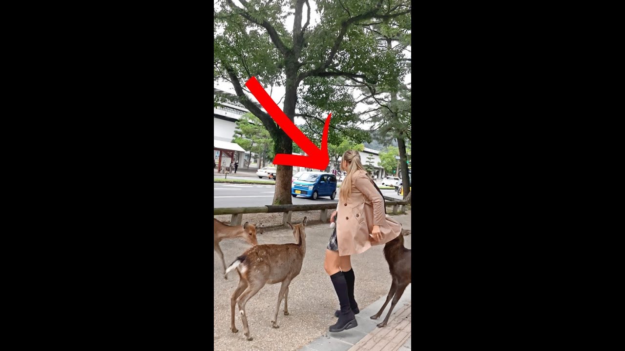 First-Time Tourists in Japan's Nara Deer Park π¦