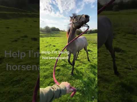 When horse throw a tantrum 😂😂😂#horse#horsevideo #funnyhorse#fyp