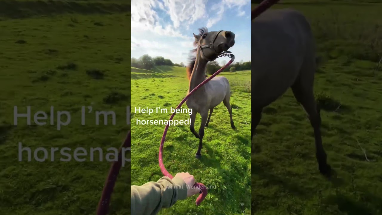 Horse Throws a Tantrum 😂😂😂