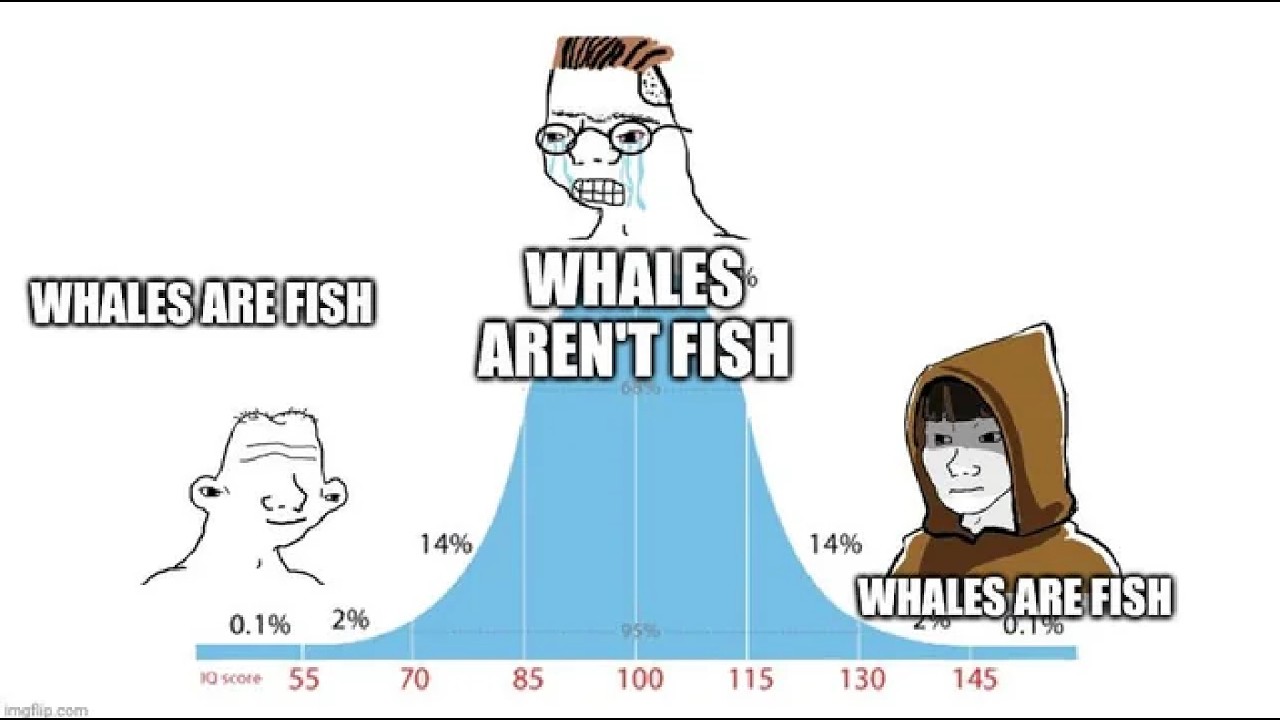 Sharks Are Not Fish 🦈 - The Shirt!