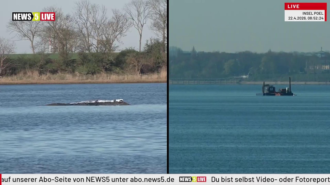 LIVE: Buckelwal Hope Timmy vor der Insel Poel - Tag 30 Teil 3