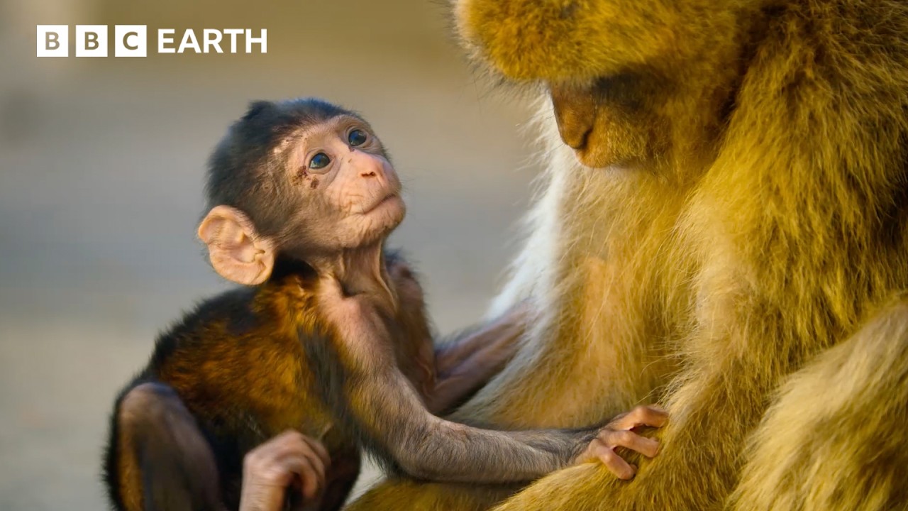 Nature's Most Extraordinary Moments Narrated by Sir David Attenborough | BBC Earth