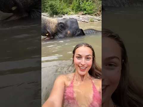 Qui sait faire la diffĂ©rence entre les Ă©lĂ©phants dâAfrique et dâAsie ? #tiktok #thailande #travel