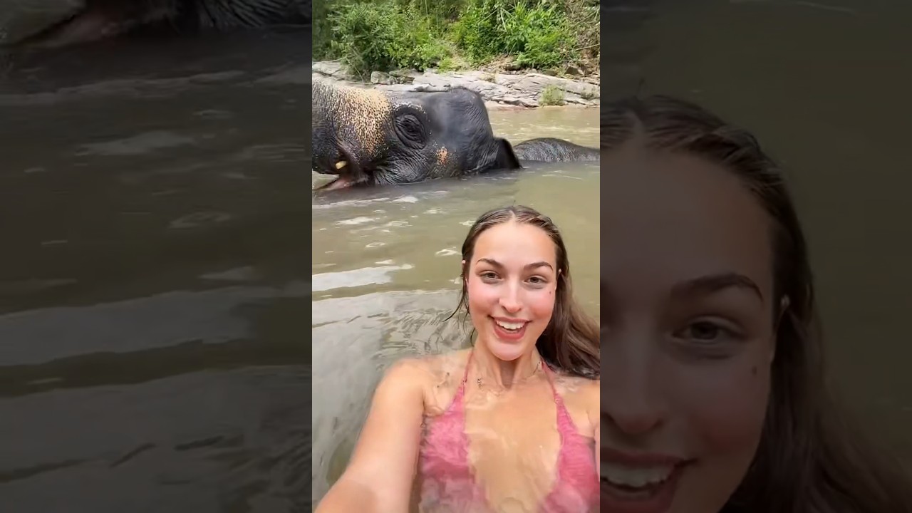 Comment distinguer les éléphants d'Afrique de ceux d'Asie ?