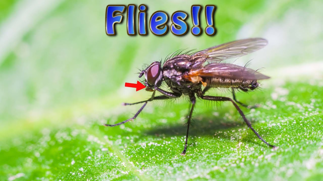 Flies Under the Microscope 🦟