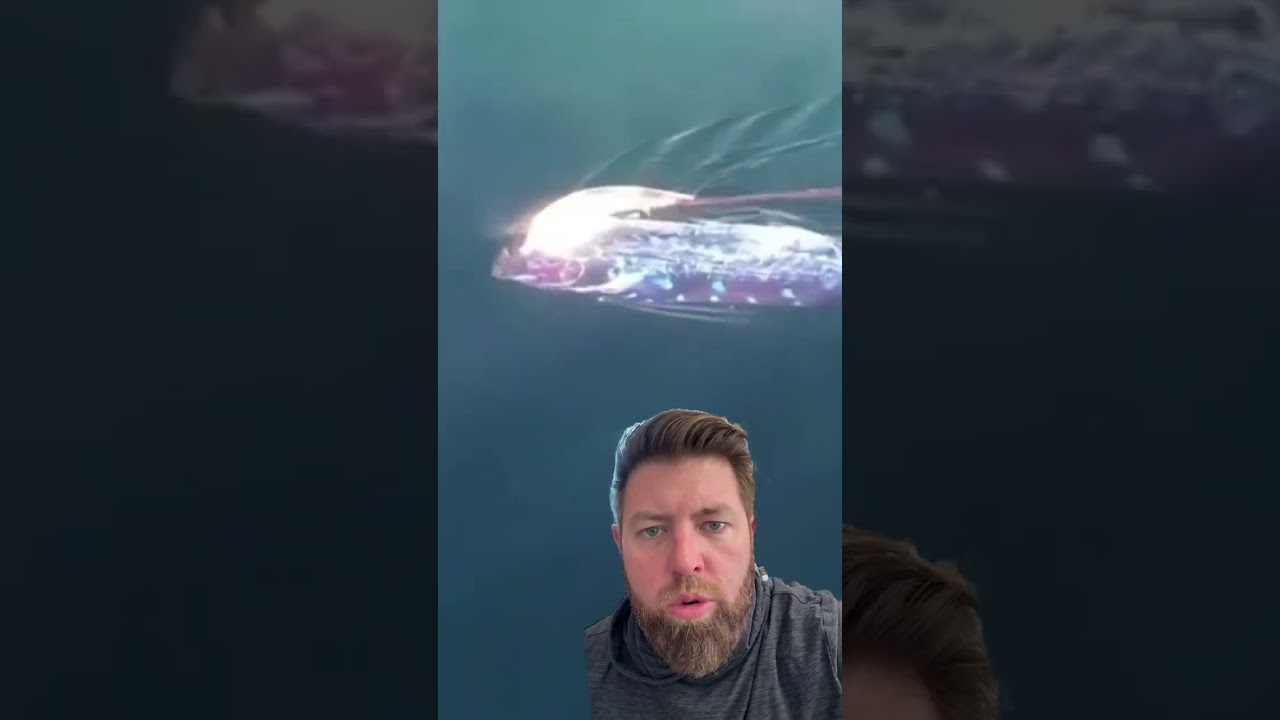 Rare Deep Sea Creatures 🐠