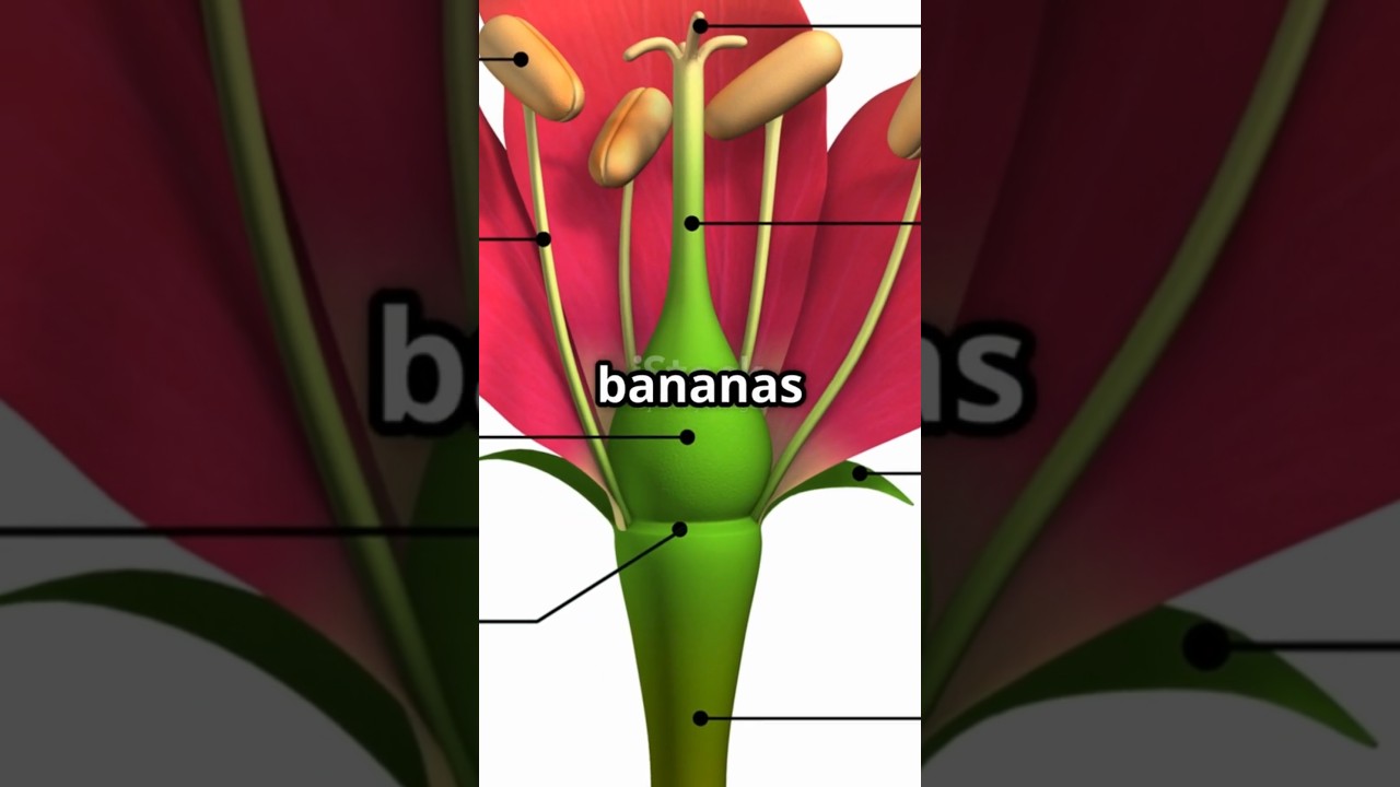 Top 5 Mind-Blowing Facts You Won’t Believe Are Real