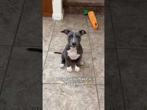 7 signs you have a happy dog 🥰 #puppy #dogs #happy #short #cutedog
