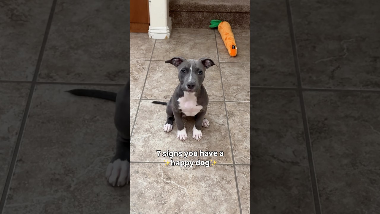 7 Signs Your Dog Is Truly Happy 🐶