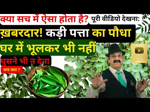 करी पत्ता वास्तु टिप्स, Curry Leaf Vastu Tips, कड़ी पत्ता शुभ या अशुभ , Vastu For Curry Patta, मीठी