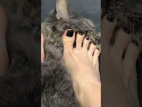 Barefoot ASMR my kitty love this kind of petting💕🦶🏻#pettingcat #asmr #foot #cute #kawaii