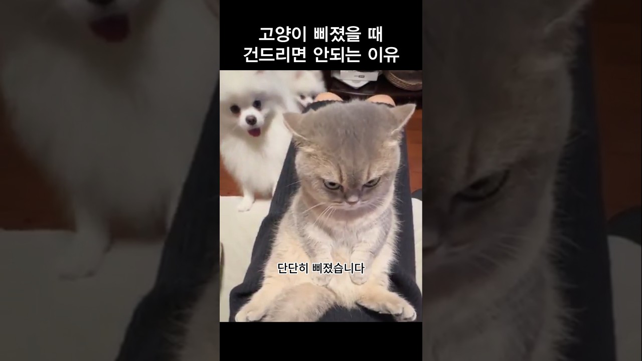 고양이 삐졌을 때 건드리지 마세요 🐱