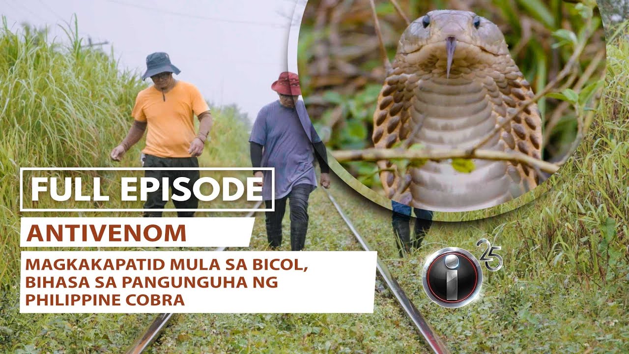 Antivenom: The Deadly Threat of the Philippine Cobra 🐍 | Kara David’s I-Witness Full Episode