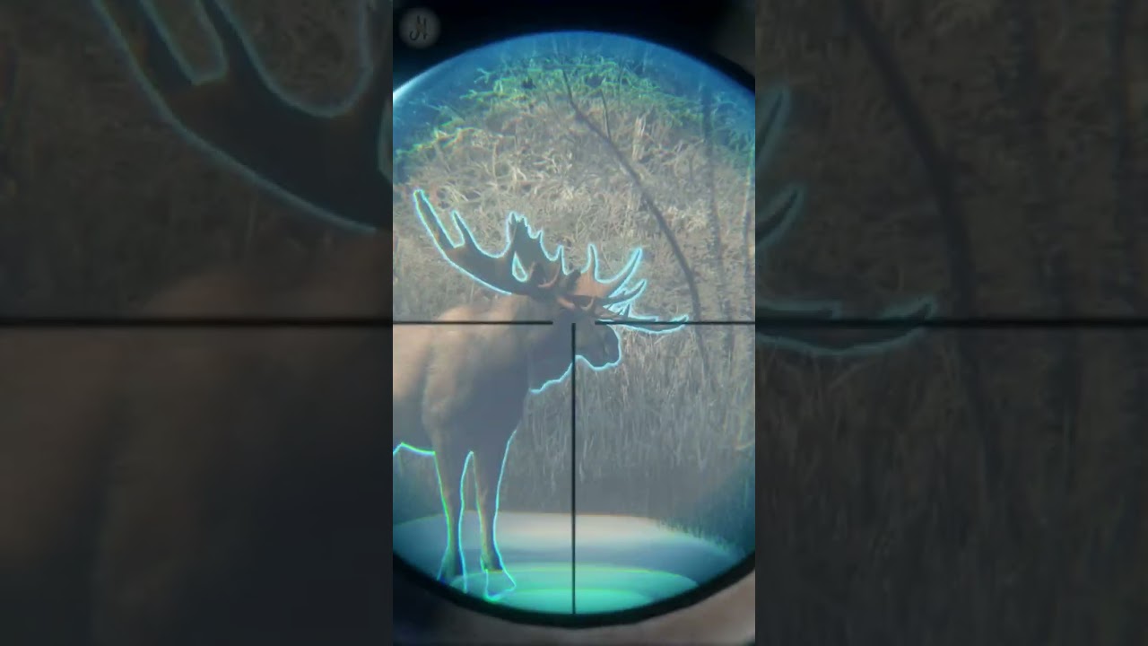 Moose Diamond Grind on Medved Taiga 🦌