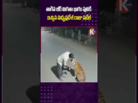 తాగిన బీర్ మిగతా భాగం పులికి ఇచ్చిన మధ్యప్రదేశ్ రాజు పటేల్