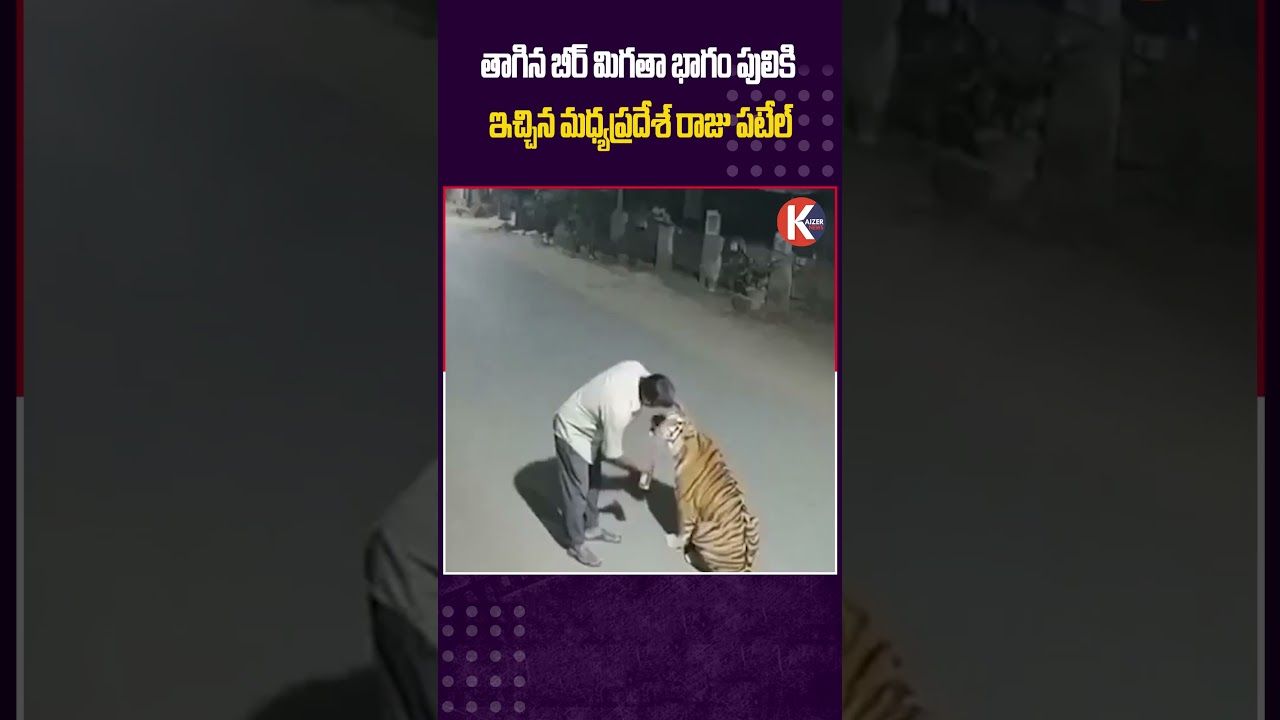 మధ్యప్రదేశ్ రాజు బీర్ మిగిలిన భాగం పులికి ఇచ్చాడు! 🐅