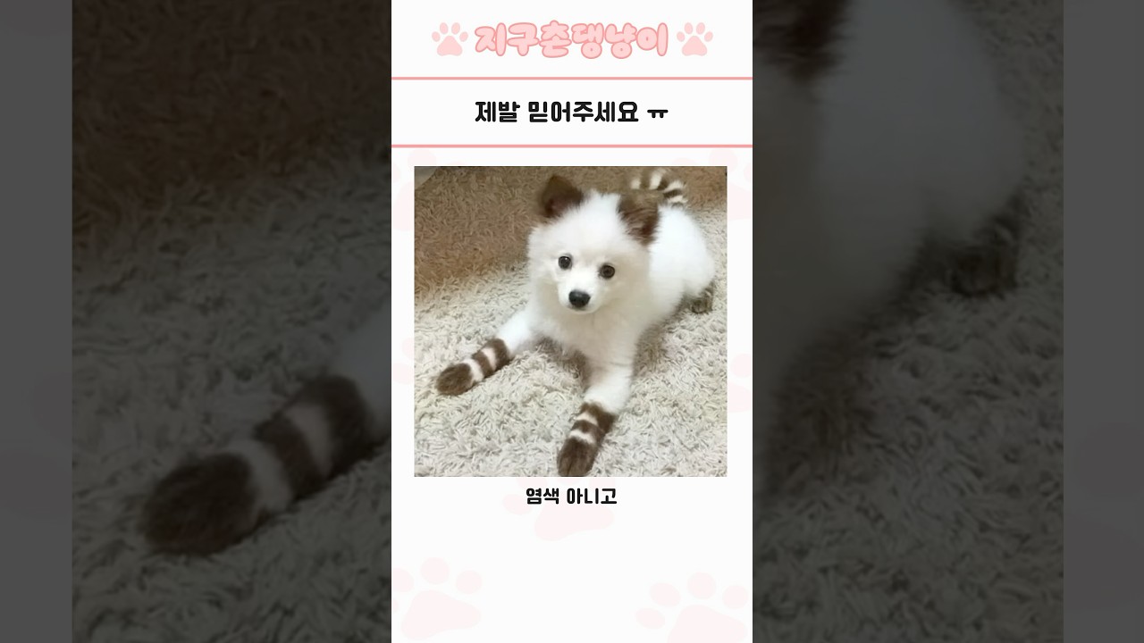 심쿵사 주의 귀여운 동물 모음 157탄