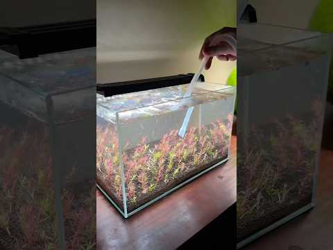 Filterless No CO2 Nano Aquarium