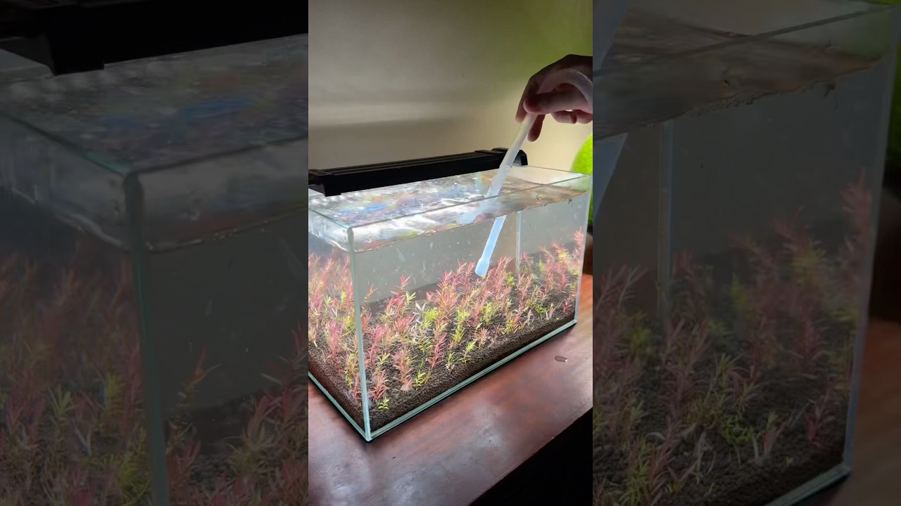 No COโ Nano Aquarium โ Effortless & Filterless Setup ๐ฑ