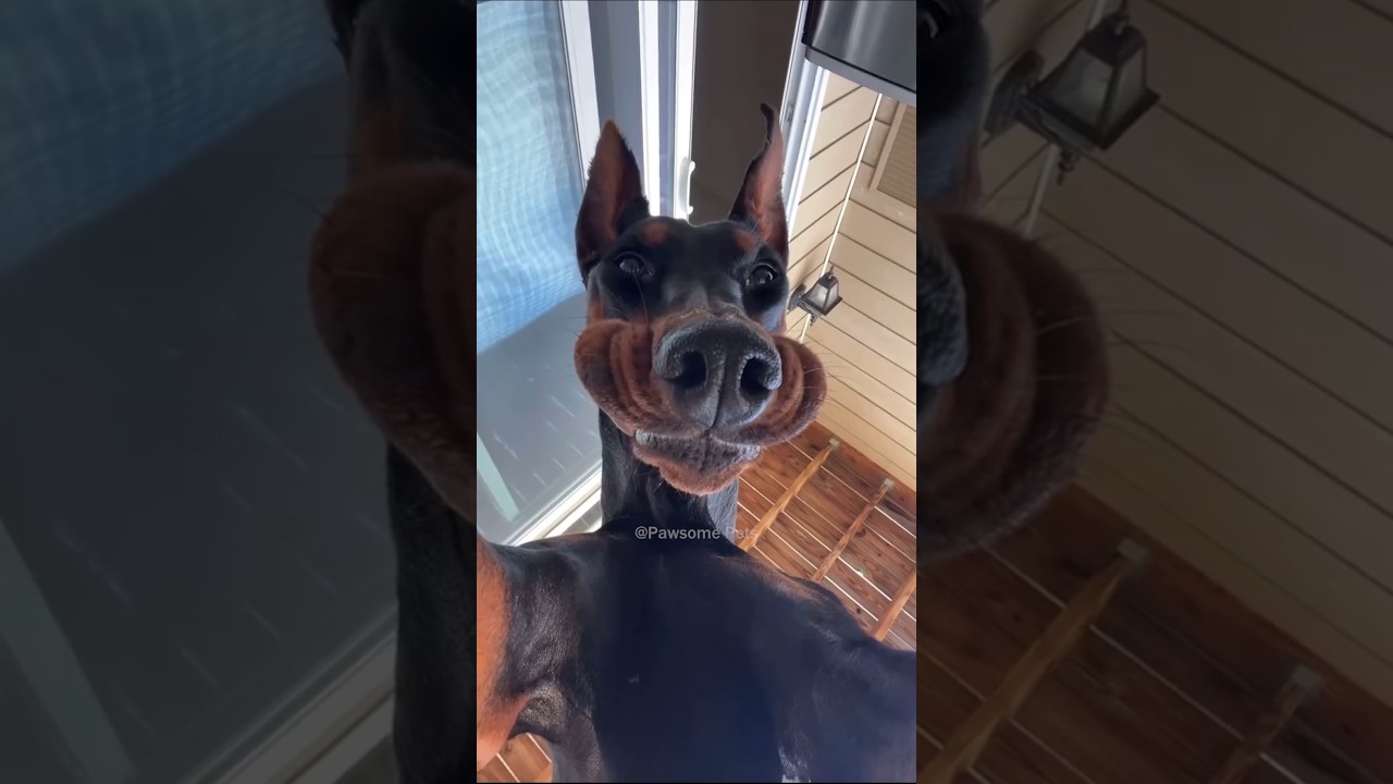 Hilarious Dog Fails 🐶