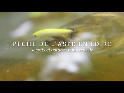 Pêche de l’Aspe en Loire - Secrets et Astuces pour Réussir