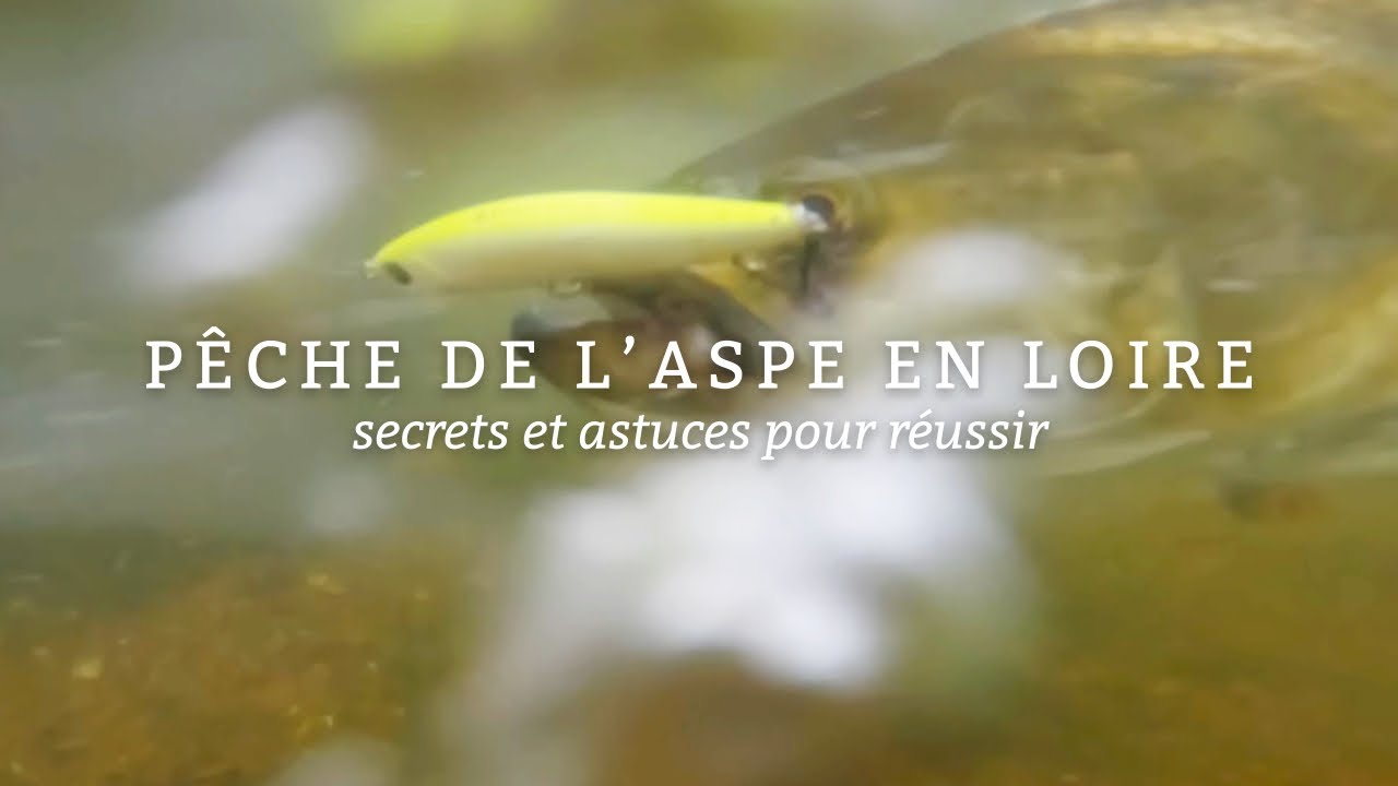 Pêche de l’Aspe en Loire : Techniques et Astuces pour Réussir