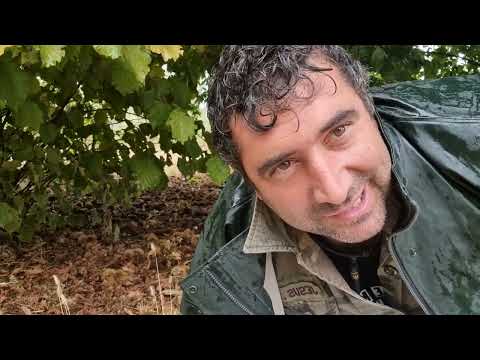 Guía para Recoger Castañas de Forma Segura y Efectiva 🌰