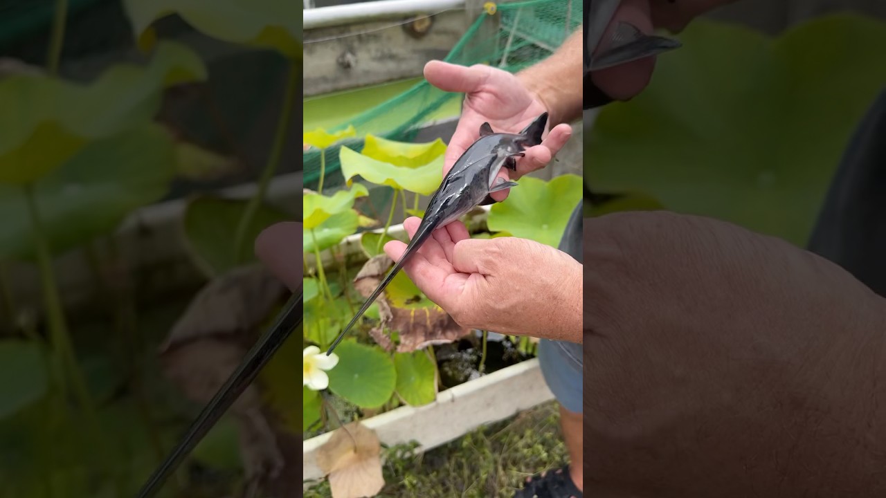 Ancient Fish Older Than Dinosaurs 🐟