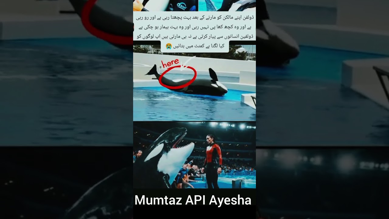 Dolphin Attacks Owner After Incident π¬