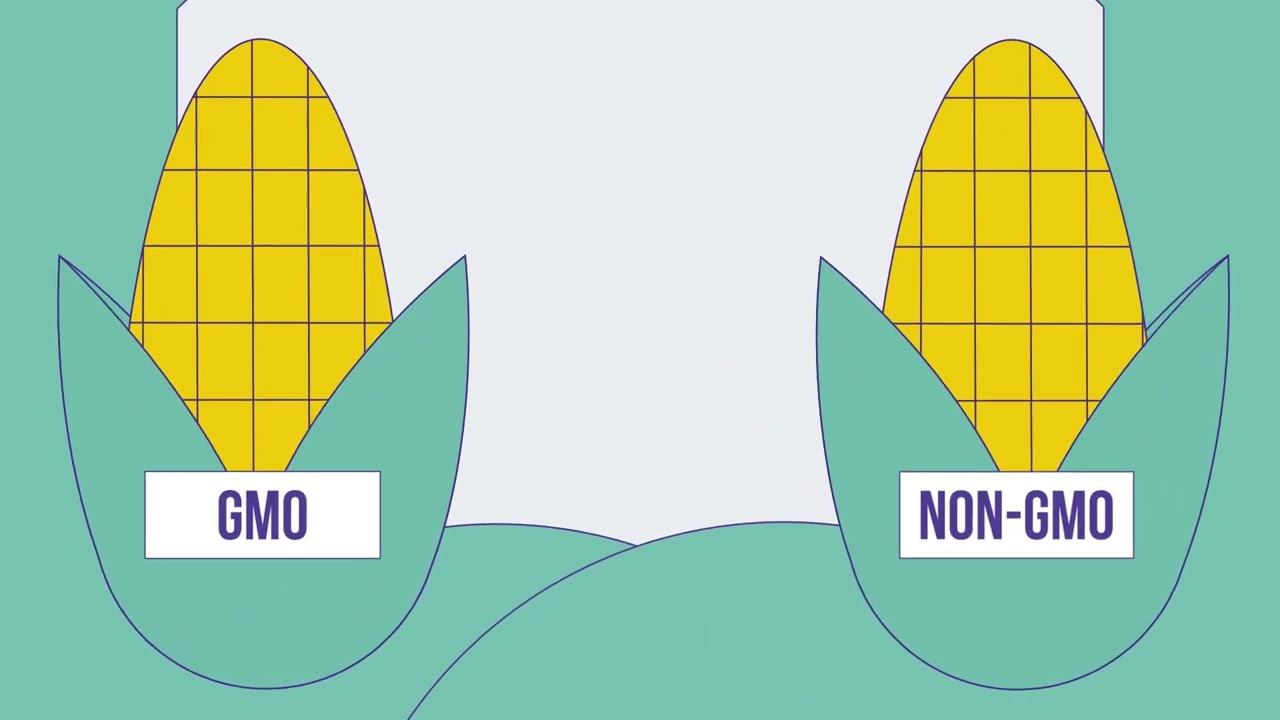 GMO & Food Safety Guide for Health Educators 🌱