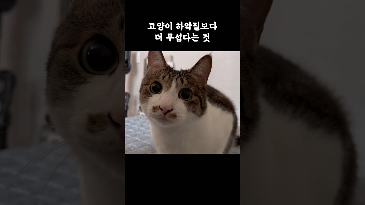집사들이 무서워하는 고양이 눈빛 😺