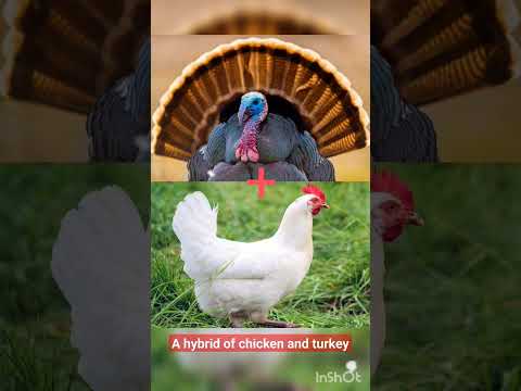 A hybrid of chicken and turkey #hybrid #chicken #turkey #mughani