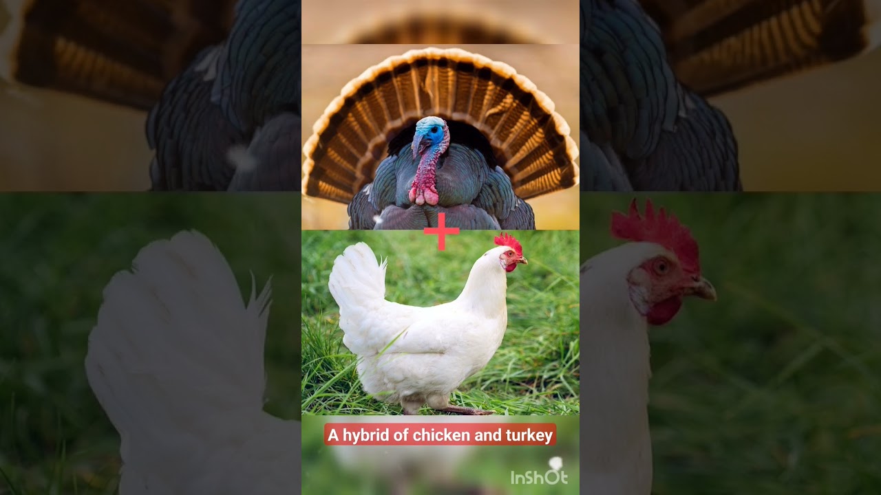 Discover the Unique Chicken-Turkey Hybrid 🐔🦃
